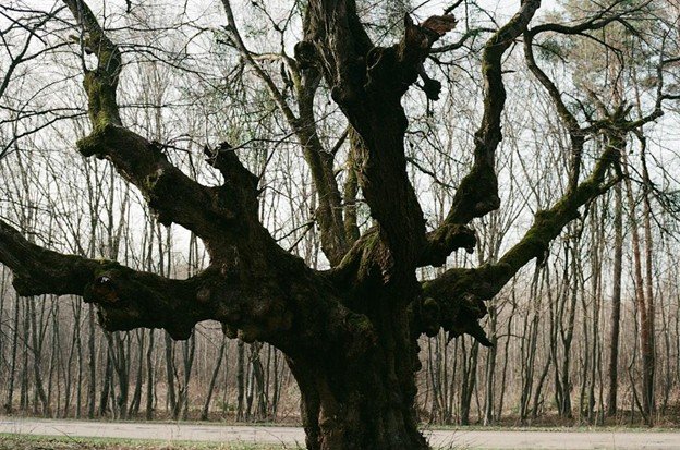 What Are Signs of a Dying or Dangerous Tree?
