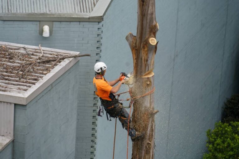 Can I Remove a Tree Myself or Should I Hire a Pro?